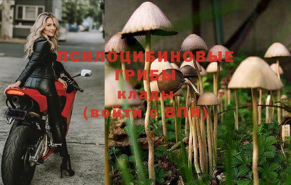 apvp Алзамай
